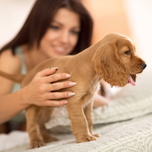 Tips and trick for training a puppy